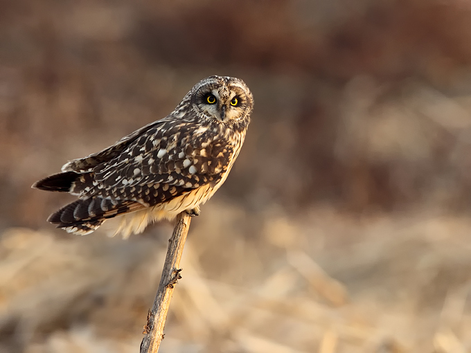 Short-eared Owl