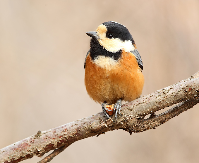 Varied Tit