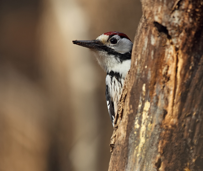 White-backed Woodpecker
