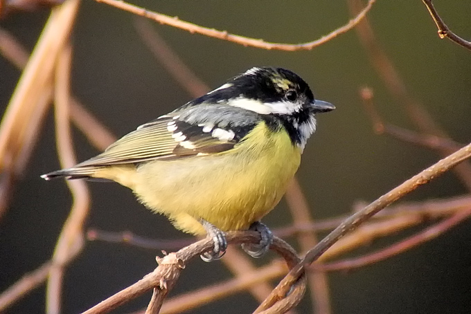 Yellow-bellied Tit
