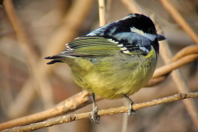 Yellow-bellied Tit