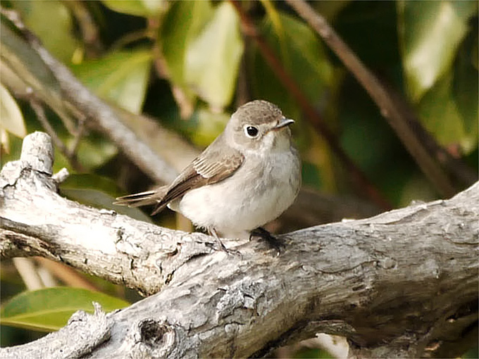 Asian Brown Flycatcher