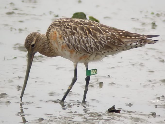 Bar-tailed Godwit
