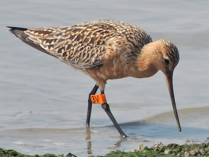 Bar-tailed Godwit