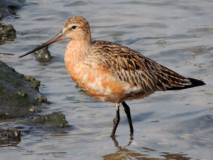 Bar-tailed Godwit