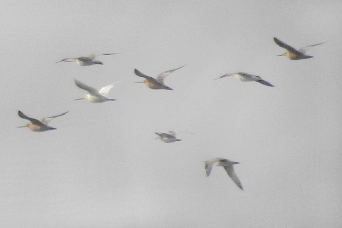 Bar-tailed Godwit