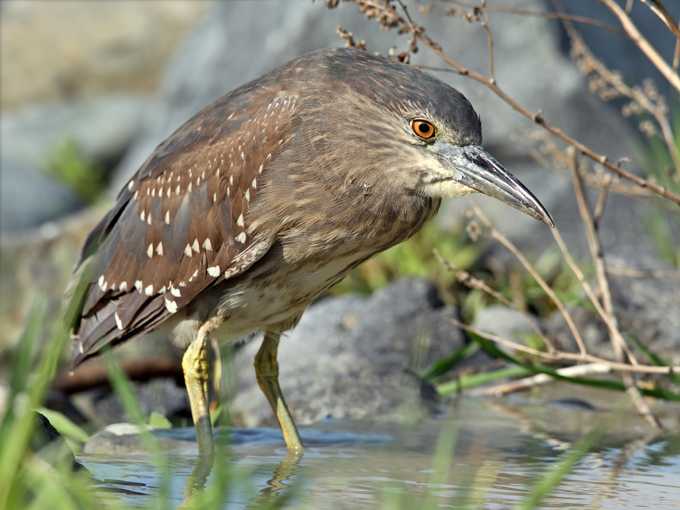 Black-crowned Night Heron