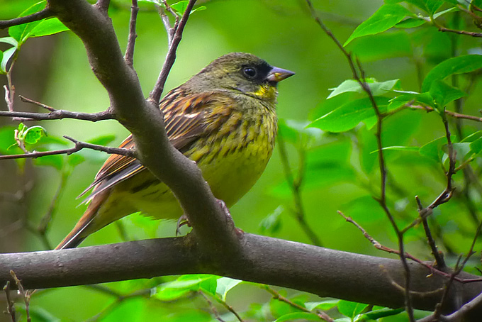 Black-faced Bunting