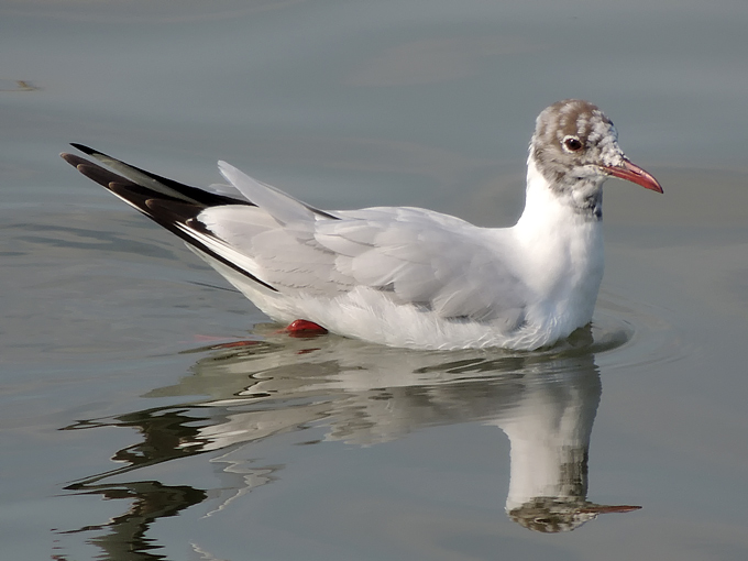 Black-headed Gull