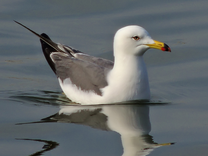 Black-tailed Gull