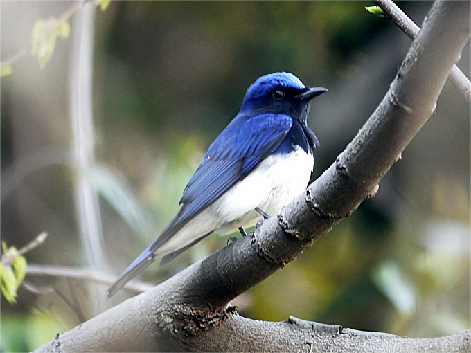 Blue-and-white Flycatcher
