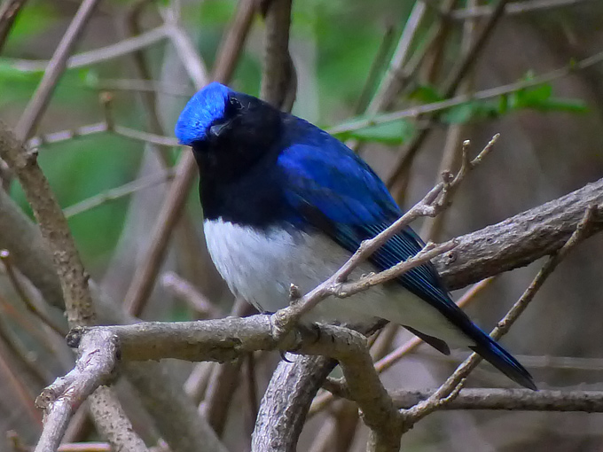 Blue-and-white Flycatcher