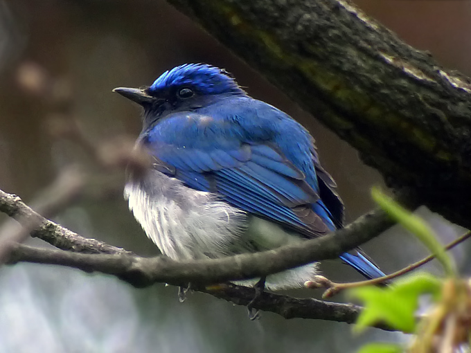 Blue-and-white Flycatcher