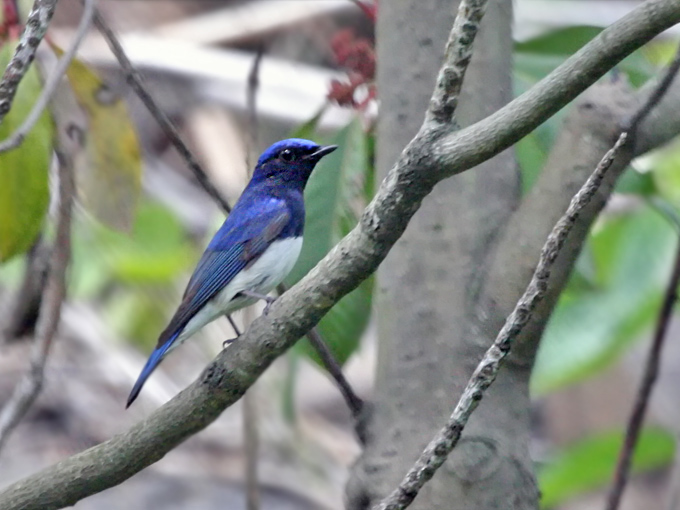 Blue-and-white Flycatcher