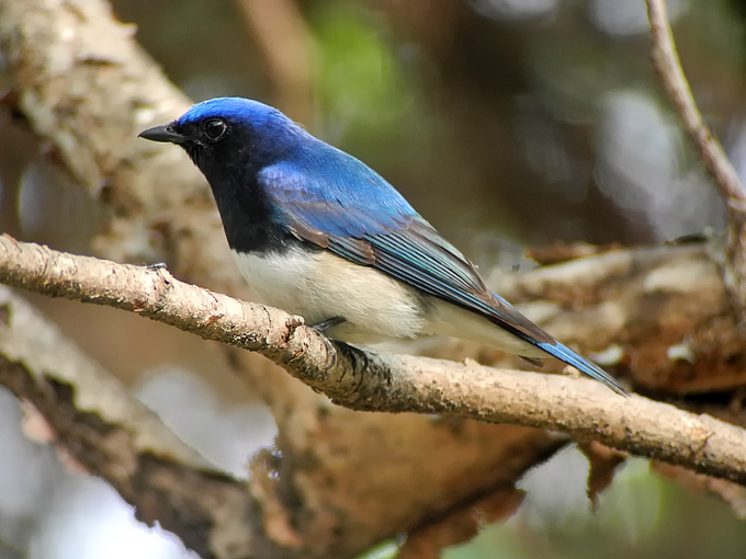 Blue-and-white Flycatcher