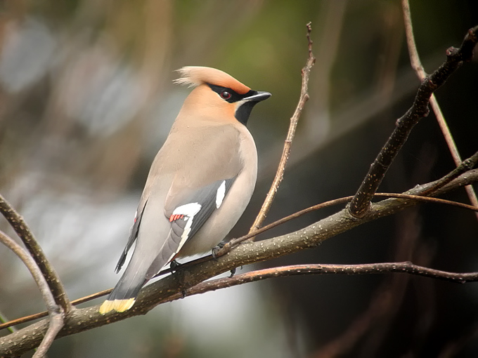 Bohemian Waxwing