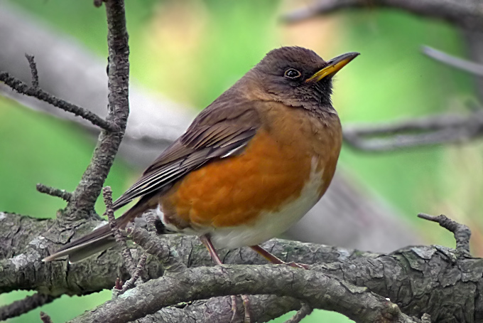 Brown-headed Thrush