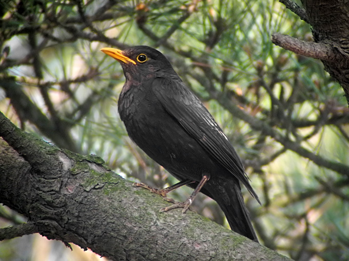 Chinese Blackbird