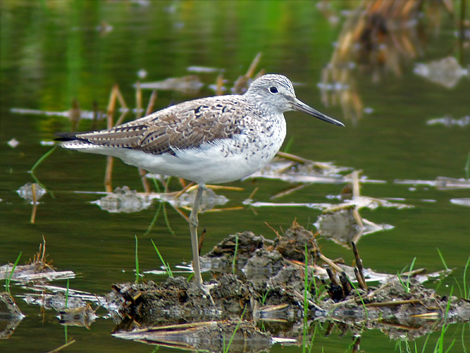 Common Greenshank