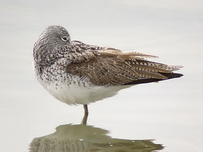 Common Greenshank
