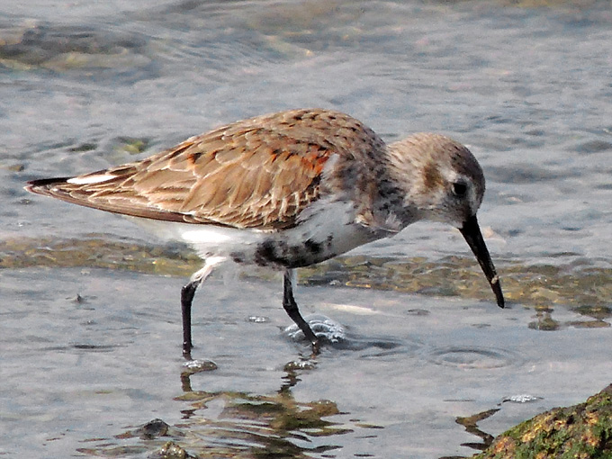 Dunlin