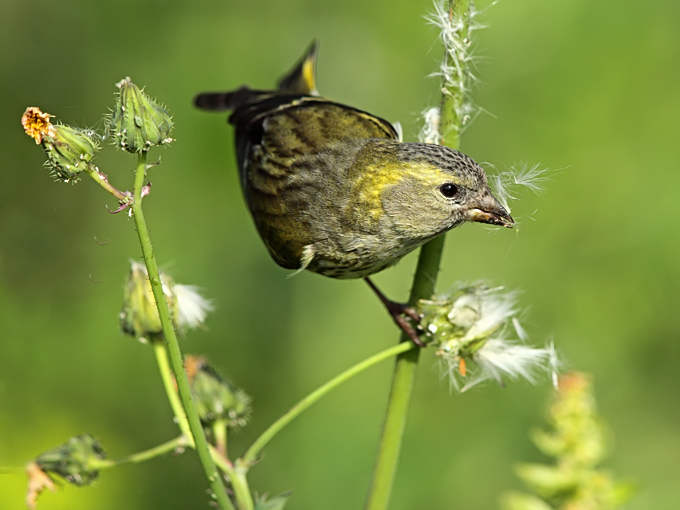 Eurasian Siskin