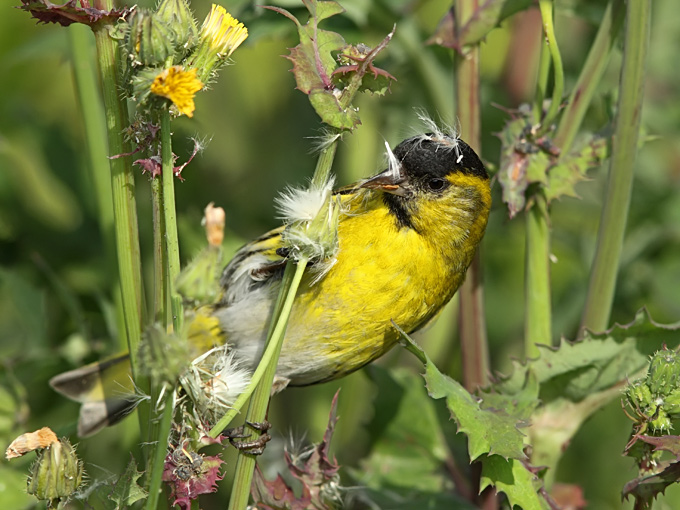 Eurasian Siskin