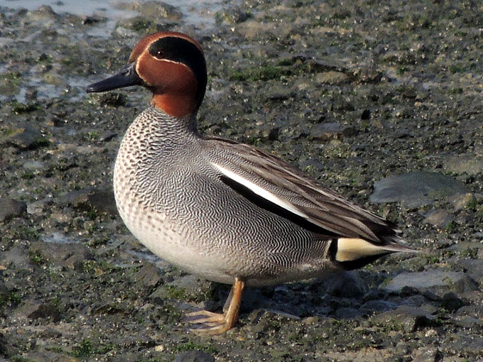 Eurasian Teal