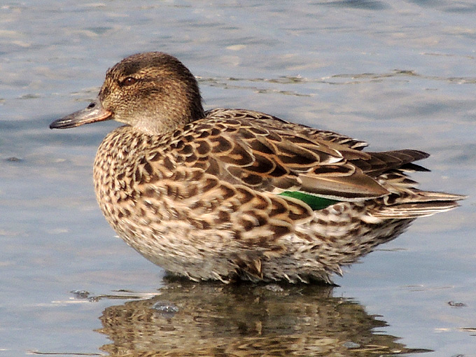 Eurasian Teal