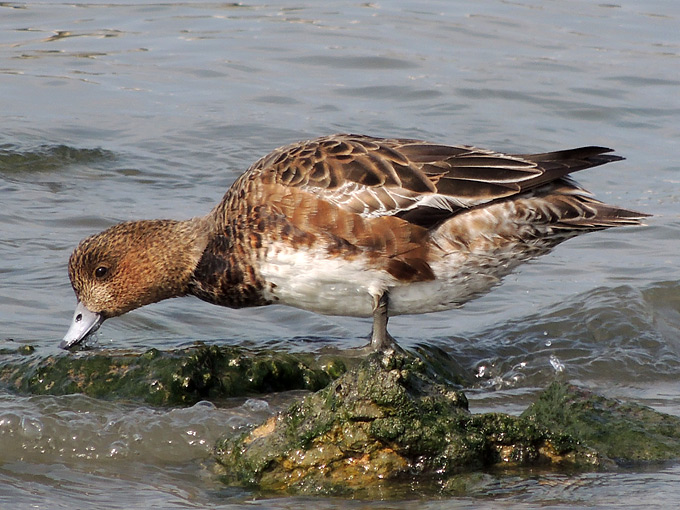 Eurasian Wigeon