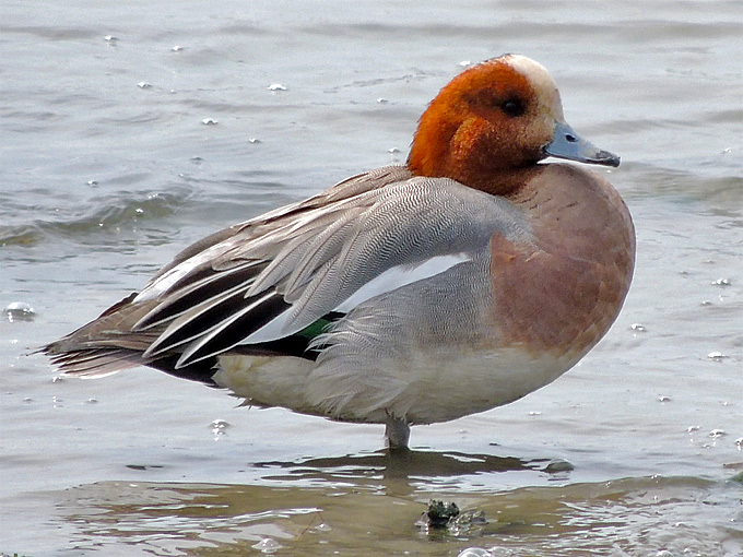 Eurasian Wigeon