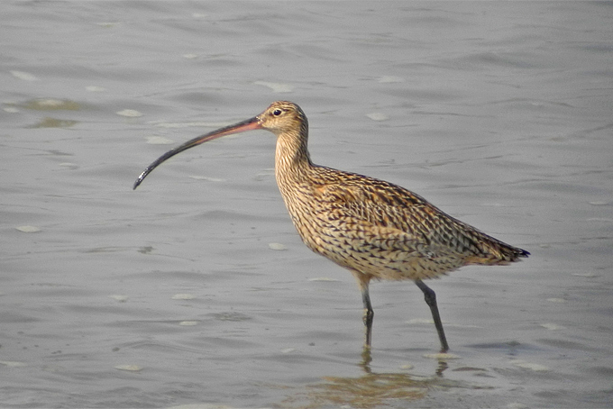 Far Eastern Curlew
