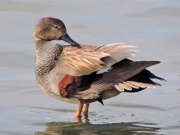 Gadwall