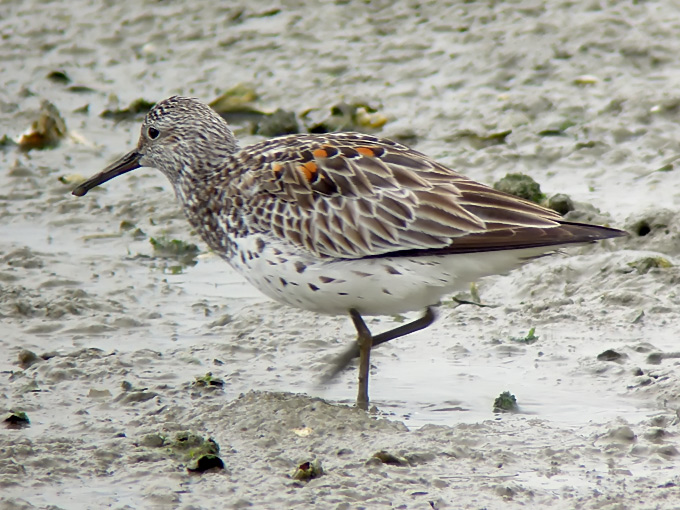 Great Knot