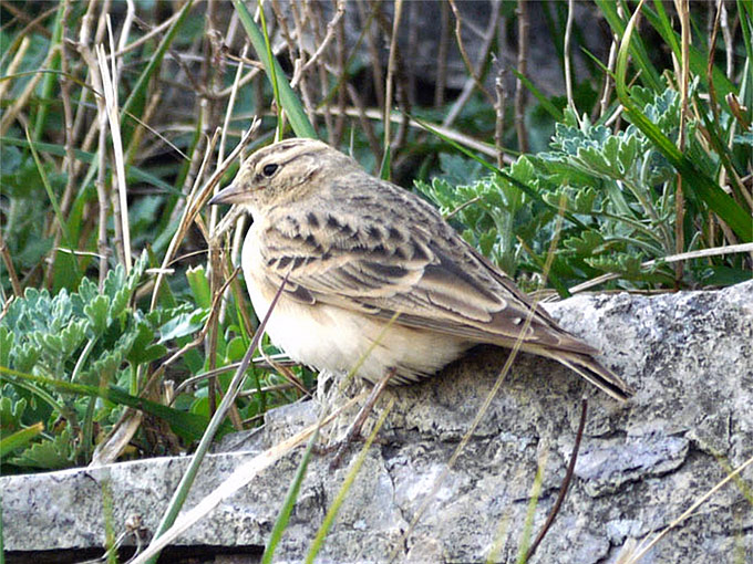 Greater Short-toed Lark