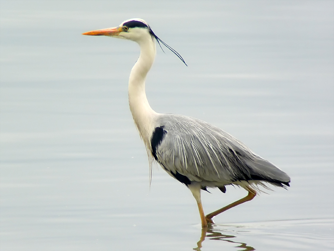 Grey Heron