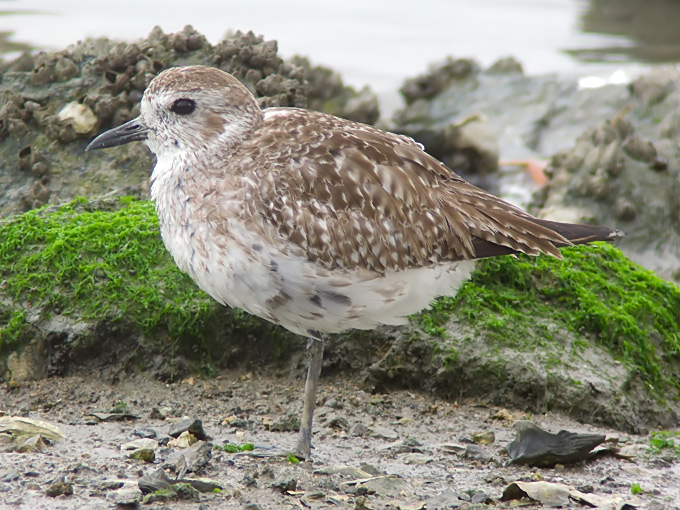 Grey Plover