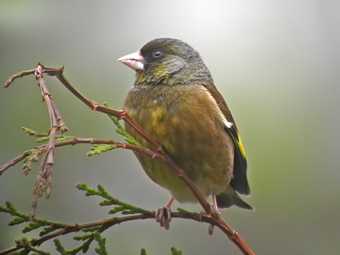 Grey-capped Greenfinch