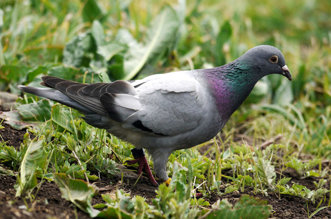 Hill Pigeon