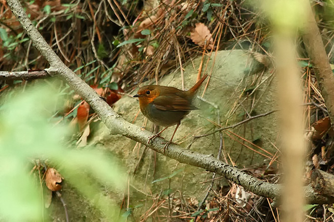 Japanese Robin