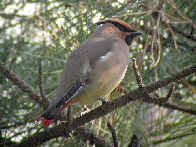 Japanese Waxwing