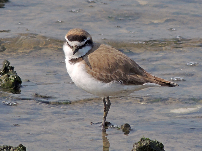 Kentish Plover