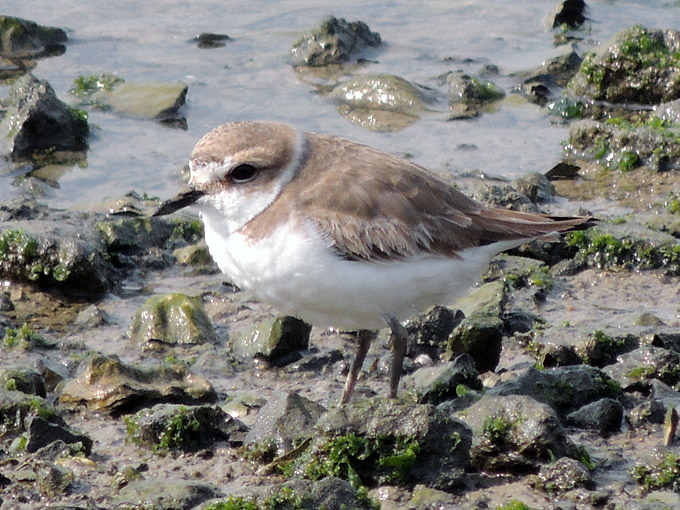 Kentish Plover
