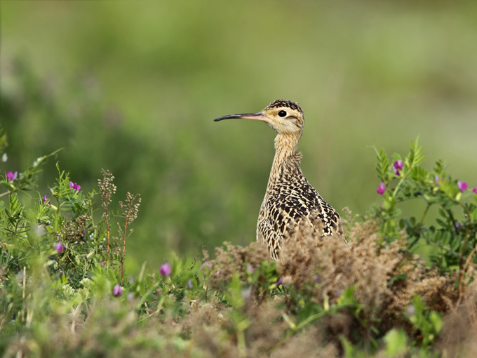 Little Whimbrel