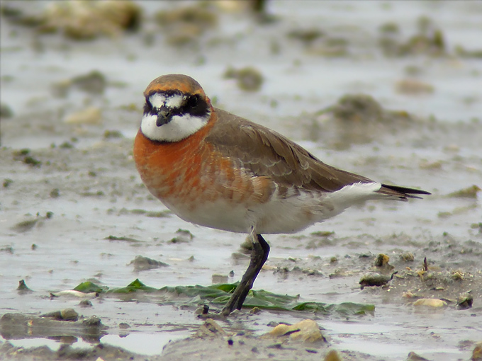 Mongolian Plover