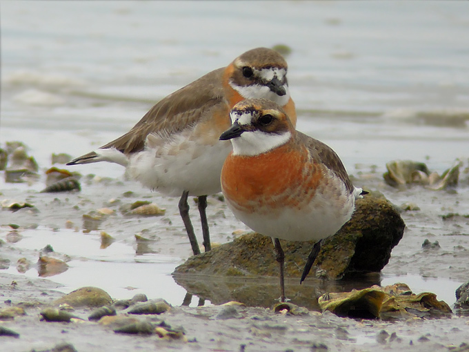 Mongolian Plover