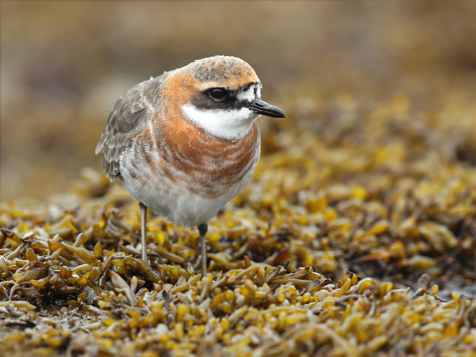 Mongolian Plover
