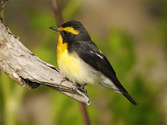 Narcissus Flycatcher