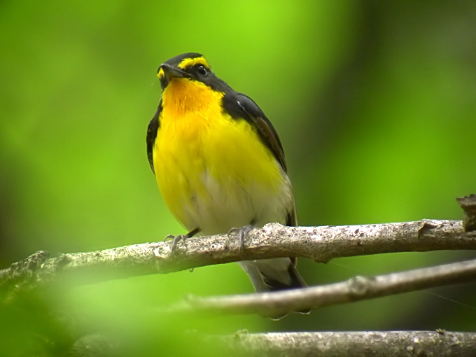 Narcissus Flycatcher