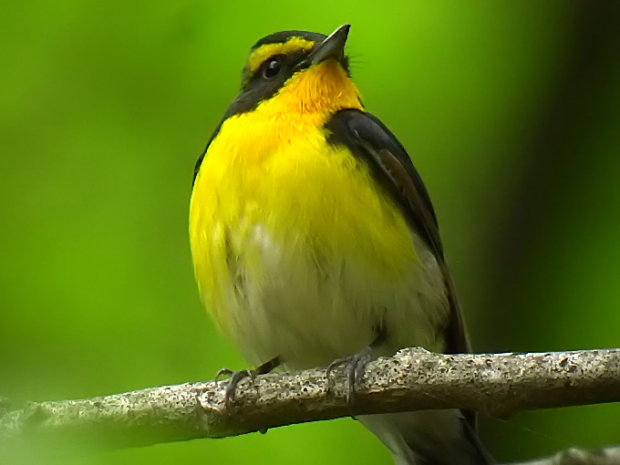 Narcissus Flycatcher